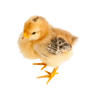 جوجه یک روزه