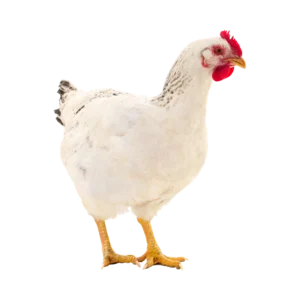 مرغ تخم گذار