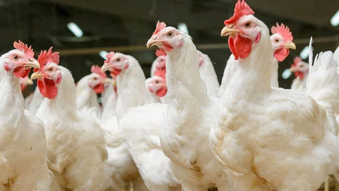 پرولاپس یا برگشتگی مقعد