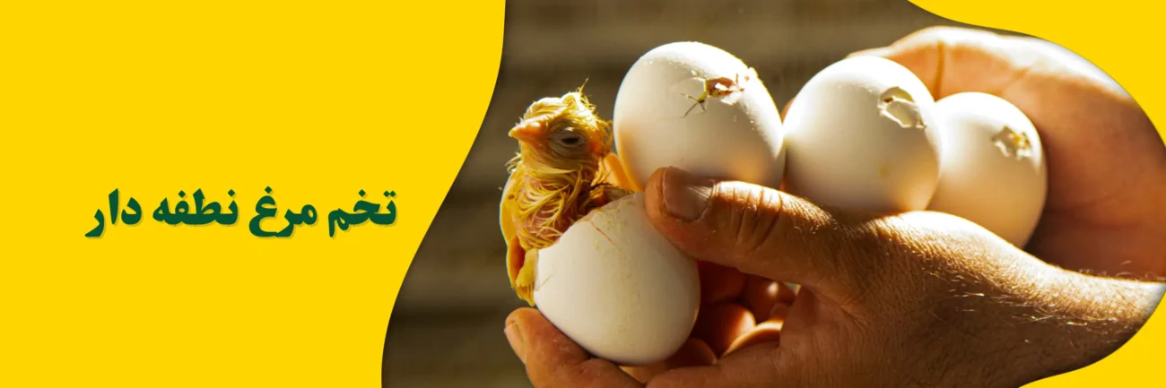 تخم مرغ نطفه دار