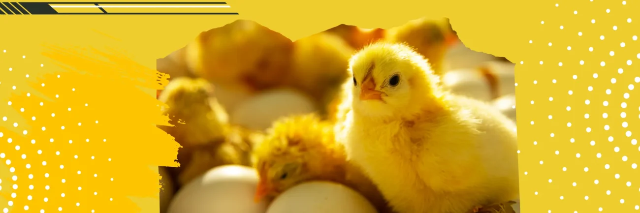 جوجه یکروزه تخم‌گذار